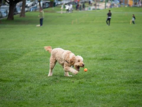 Goldendoodle aims for ball while playing game of fetch Stock Photos