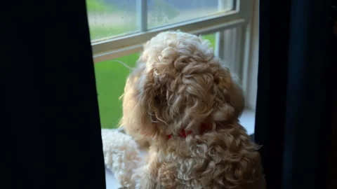 Goldendoodle Dog Looking Out Window at Home Stock Footage 312341210
