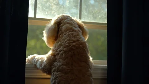 Goldendoodle Dog Looking Out Window at Home, Waiting Inside the House 스톡 동영상 313818105