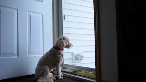 Goldendoodle dog pet sits on the rag near glass door and looking outside at the Stock Footage 334020664