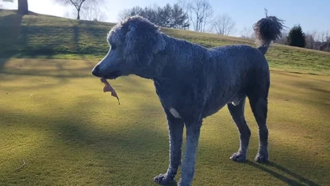 Goldendoodle Dog Playing With A leaf Stock Footage 272840712