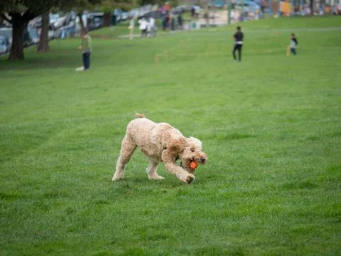 Goldendoodle grabs ball while playing fetch Stock Photos