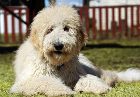 Goldendoodle in the grass Stock Photos