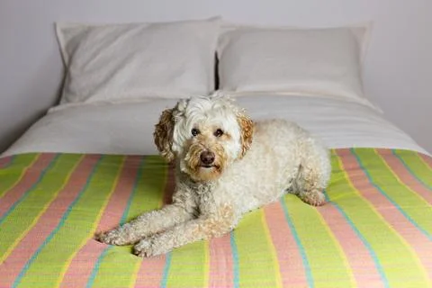 Goldendoodle lying down on bed staring intently Stock Photos