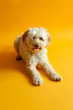 Goldendoodle lying down on orange seamless background Stock Photos