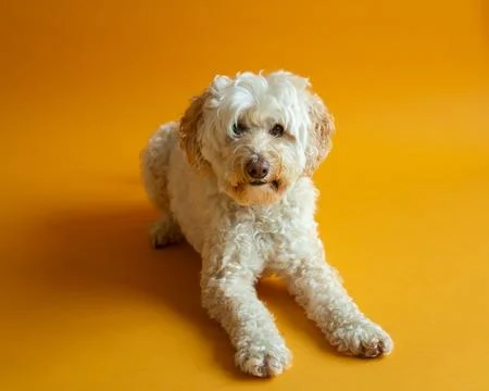 Goldendoodle lying down on orange seamless background Foto stock