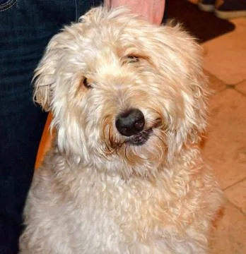 Goldendoodle Stock Photos