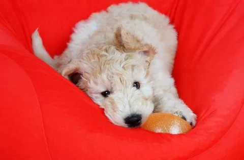 Goldendoodle pup playing Stock Photos