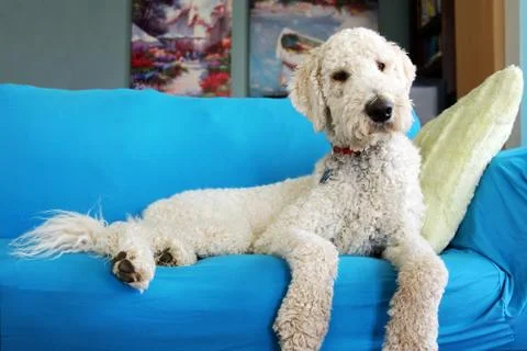 Goldendoodle on sofa Stock Photos