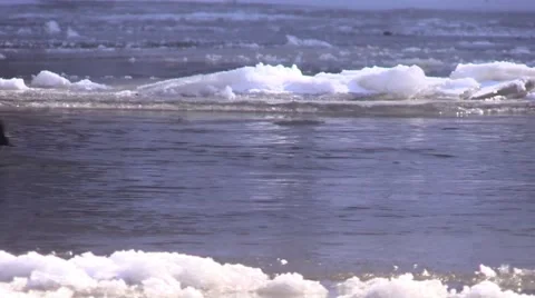 Goldeneye duck diving in cold winter river nature  wildlife scenic Stock Footage 50054615