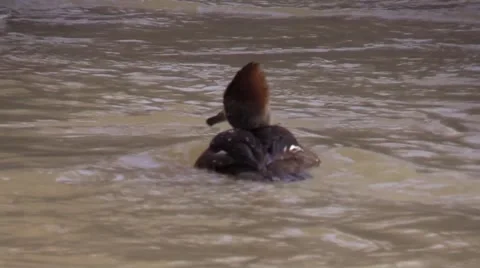 Goldeneye duck swimming very close in river Stock Footage 59170168