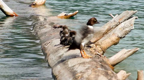 Goldeneye ducks on a log Vídeos de archivo 32454101
