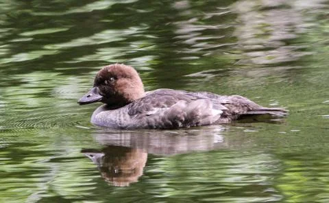 Goldeneye Stock Photos