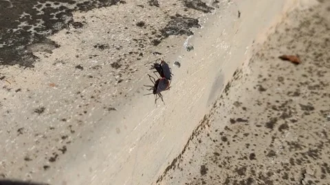 Goldenrain Tree Bug Red-Shouldered (Jadera haematoloma) stuck mating Stock Footage 328414022