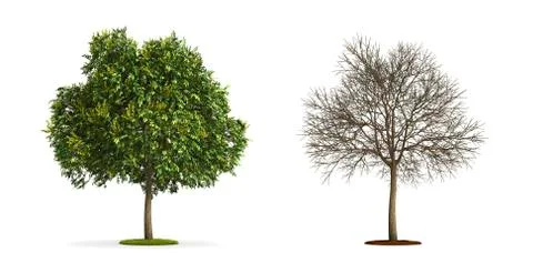 Goldenrain tree. Illustrazione stock