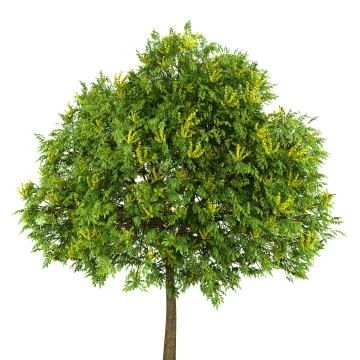 Goldenrain tree isolated on white background Stock Illustration