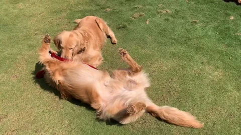 Goldenretriverdog2 Stock Footage 125909811