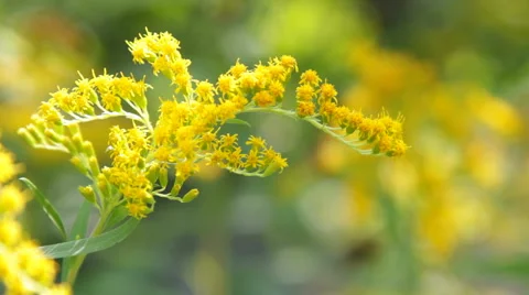 Goldenrod closeup Stock Footage 53586280