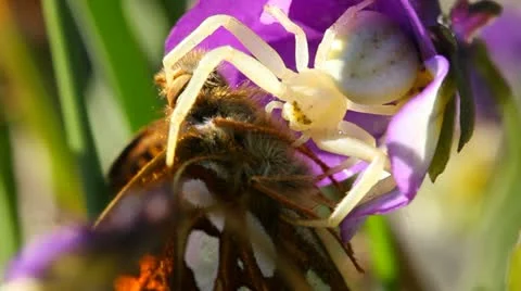 Goldenrod crab spider with butterfly Stock Footage