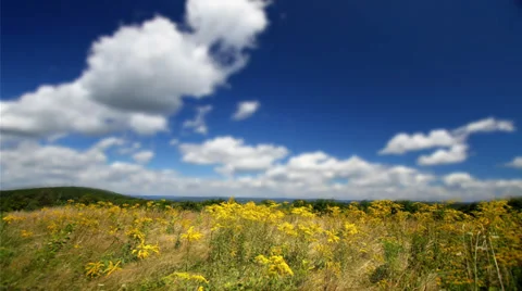 Goldenrod  in field clouds 스톡 동영상 36556741