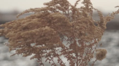 Goldenrod in the field Stock-Footage 45437747