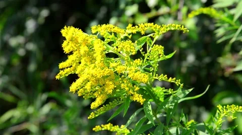 Goldenrod growing in the wild Stock Footage 40486131