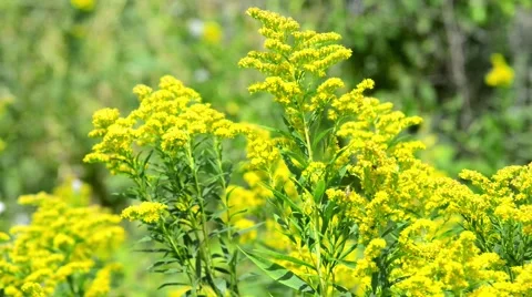 Goldenrod growing in the wild Stock Footage 40486133