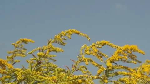 Goldenrod meadow Video stock 40421669