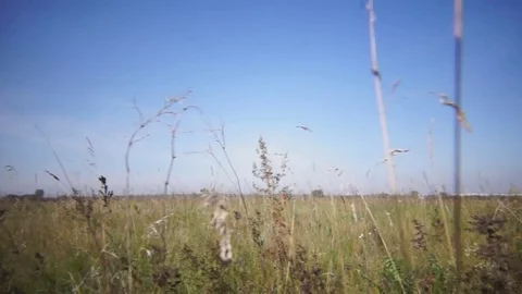 Goldenrod on the meadow 스톡 동영상 79632690