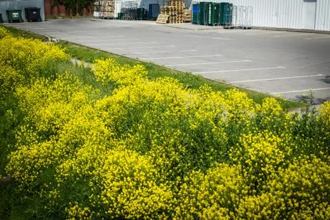 Goldenrod Stock Photos