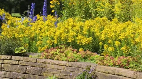 Goldenrod (Solidago) Stock Footage 13368686