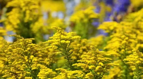 Goldenrod (Solidago) Stock Footage 13370817