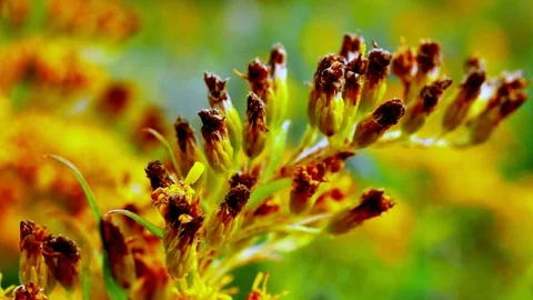 Goldenrod1 Video stock 127412712