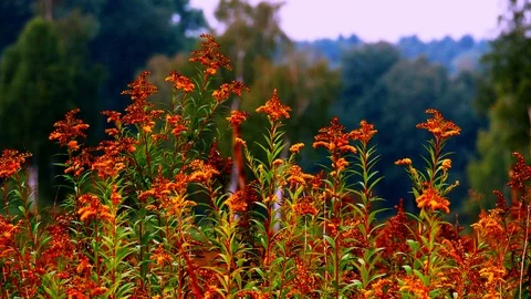Goldenrod2 Stock Footage 127412822