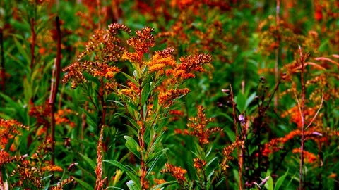 Goldenrod3 Stock Footage 127412995