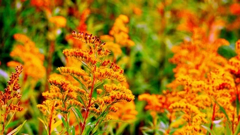 Goldenrod4 Stock Footage 127413143
