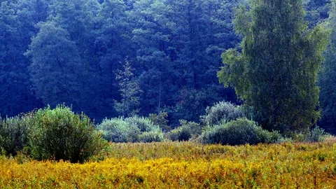 Goldenrod5 Stock Footage 127413219