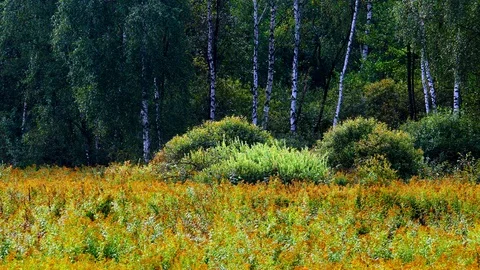 Goldenrod6 Stock Footage 127413369