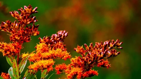 Goldenrod7 Stock Footage 127413461