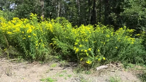 Goldenrods in the Wind Stock Footage 138875569