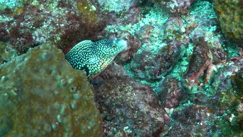 Goldentail moray eel off Cape Verde Stock Footage 131010856
