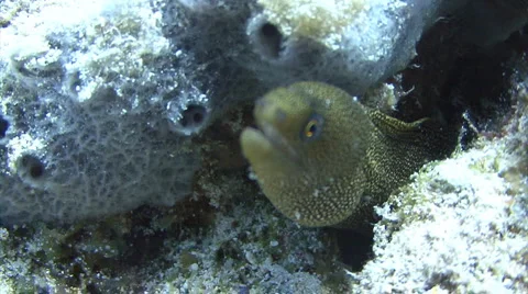 Goldentail moray eel Stock Footage