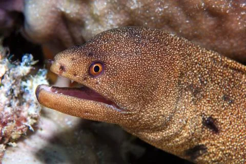 Goldentail moray eel Stock Photos