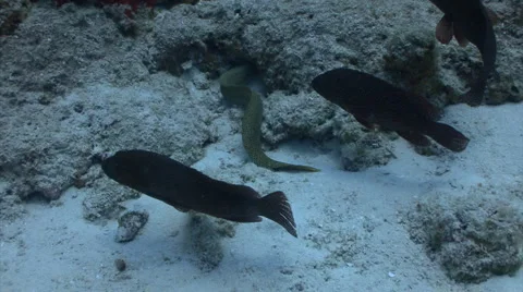 Goldentail moray eel slithering crazy Vidéo 2176486