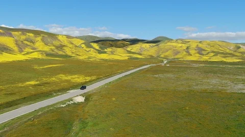 Goldfields Flowers Super Bloom Along HWY58 Near Carrizo Plain NM Establish Shot Video stock 106274551