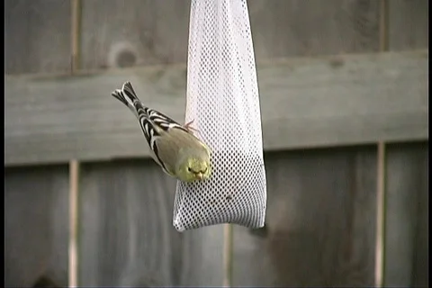 Goldfinch 1 Video stock 65055