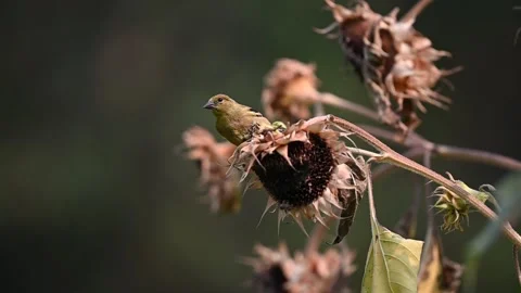 Goldfinch 1 스톡 동영상 169260299