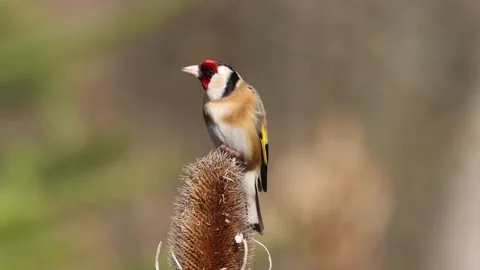 Goldfinch 1 Stock Footage 172476470