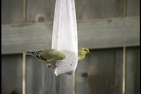 Goldfinch 2 Video stock 65056