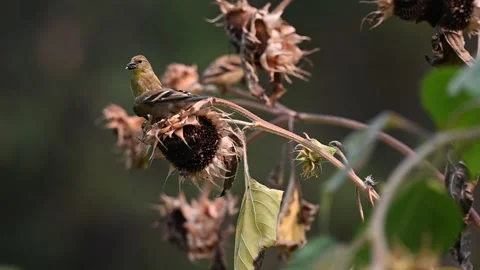 Goldfinch 2 스톡 동영상 169260333